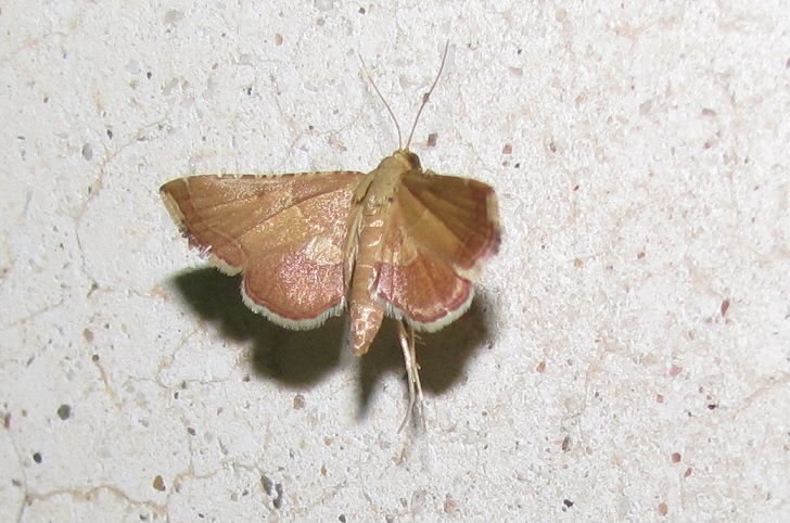 Endotricha flammealis (Pyralidae)